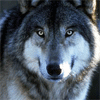 Image gif animee loup yeux bleu
